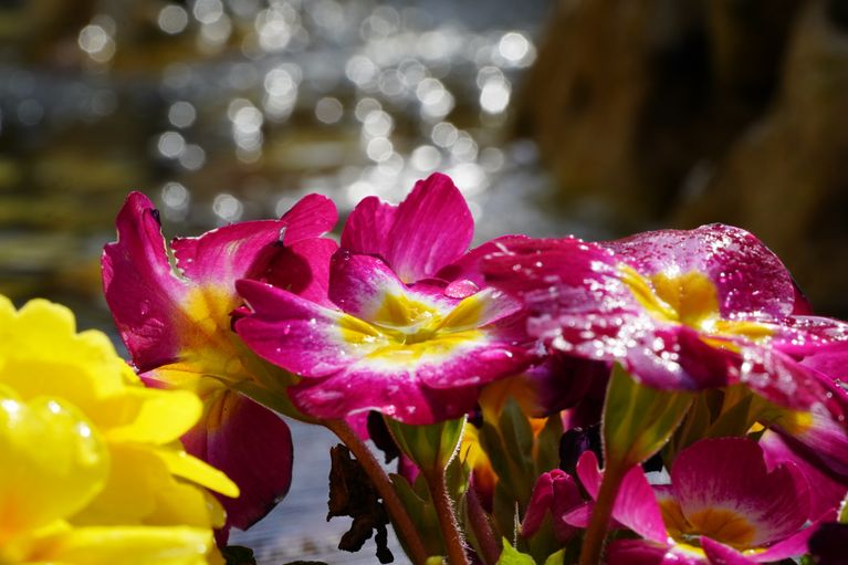 Primeln im Frühling